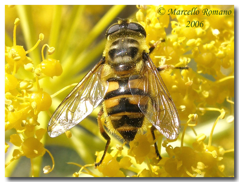 Un Sirfide fotografato oggi: Myathropa florea